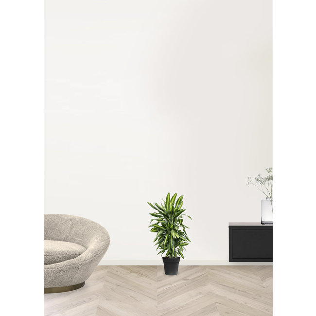 Dracaena Cintho verzweigt M