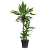 Dracaena Janet M