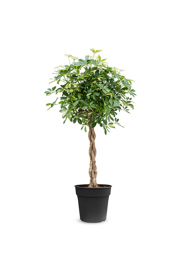 Schefflera geflochten XL