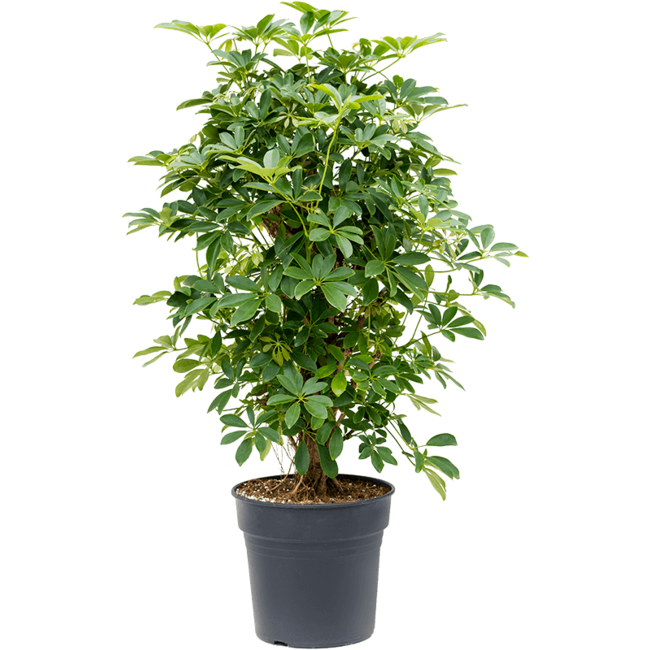 Schefflera verzweigt M