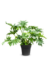Philodendron Stabförmig L