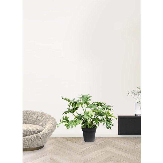 Philodendron Stabförmig L