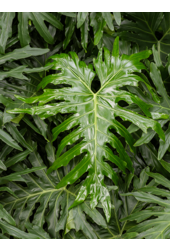 Philodendron Stabförmig L