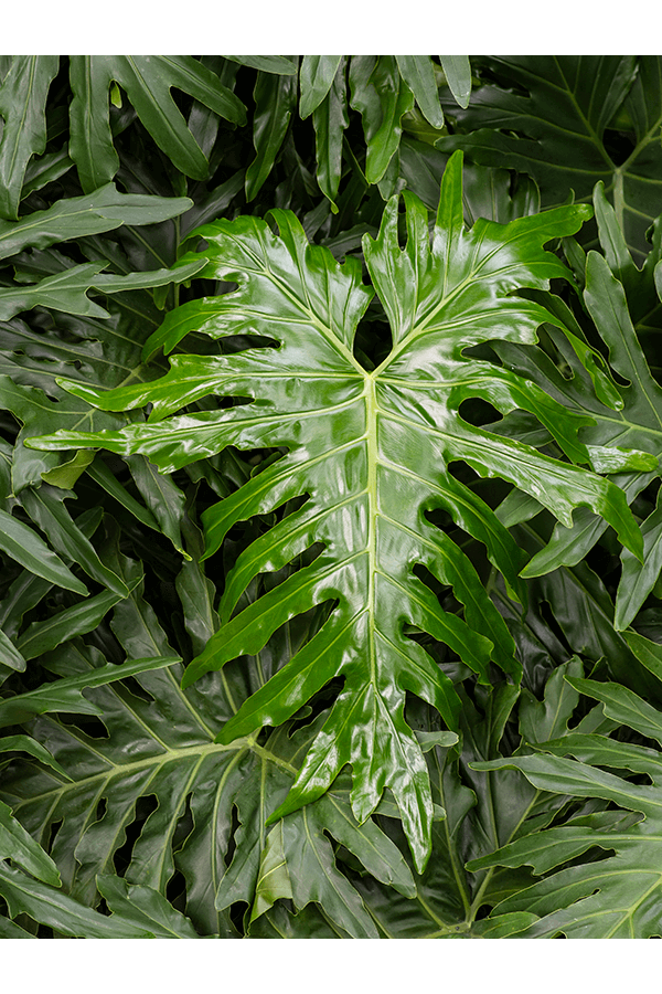 Philodendron Stabförmig L