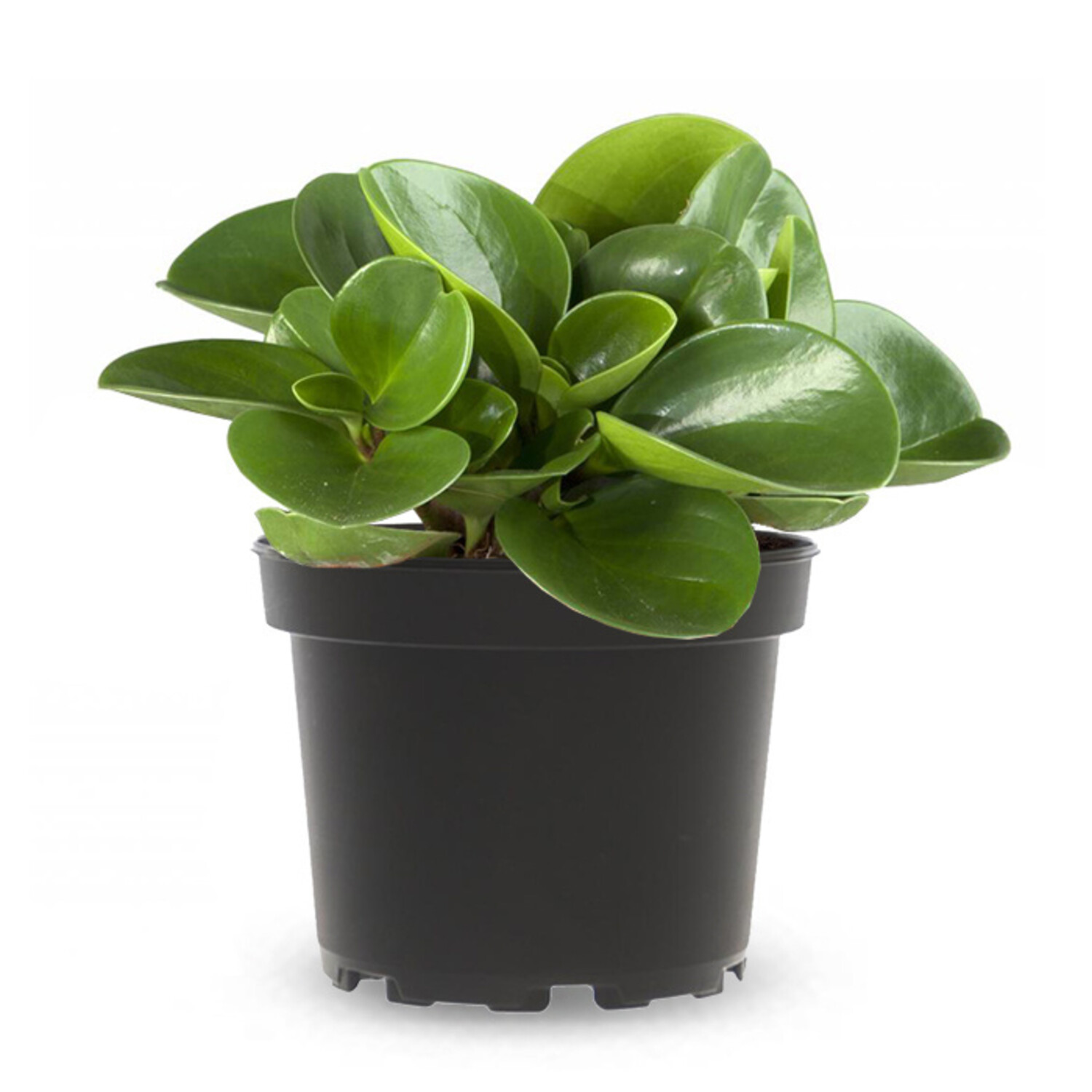 nana variegata Advanced Nursery Growers: Elevating Expertise in the Horticultural Sector