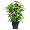 Schefflera Bush Fur L