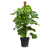 Monstera Fensterblatt Moosstock M