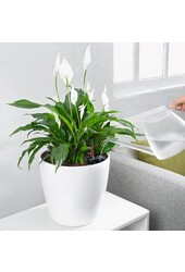 Classic Alles Inklusive L