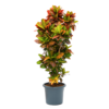 Croton Wunderbusch XXL