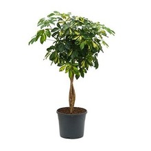 Hydrokulturpflanze Schefflera