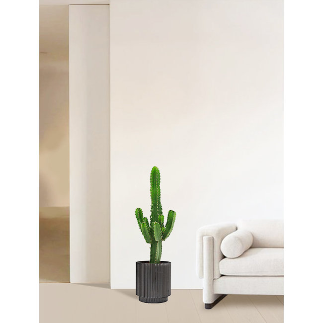 Euphorbia-Kaktus L
