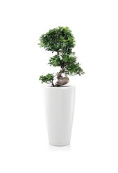 Bonsai S-Form in Selbstbewässerung Rondo