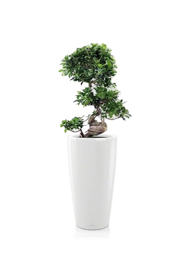 Bonsai S-Form in Selbstbewässerung Rondo