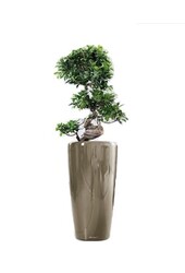 Bonsai S-Form in Selbstbewässerung Rondo