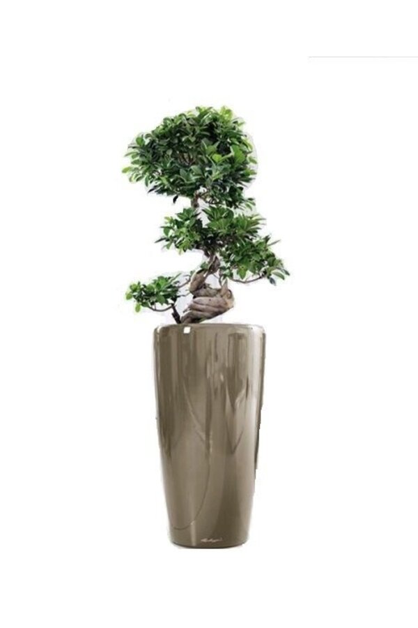 Bonsai S-Form in Selbstbewässerung Rondo