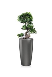 Bonsai S-Form in Selbstbewässerung Rondo