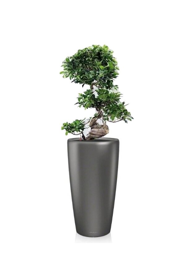 Bonsai S-Form in Selbstbewässerung Rondo