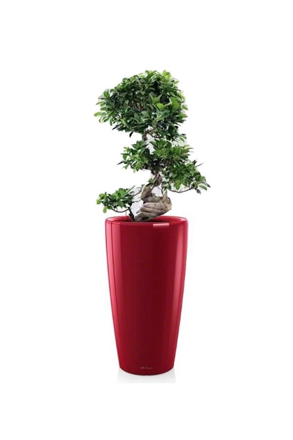 Bonsai S-Form in Selbstbewässerung Rondo