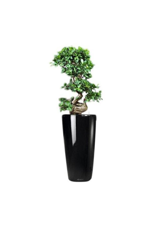 Bonsai S-Form in Selbstbewässerung Rondo