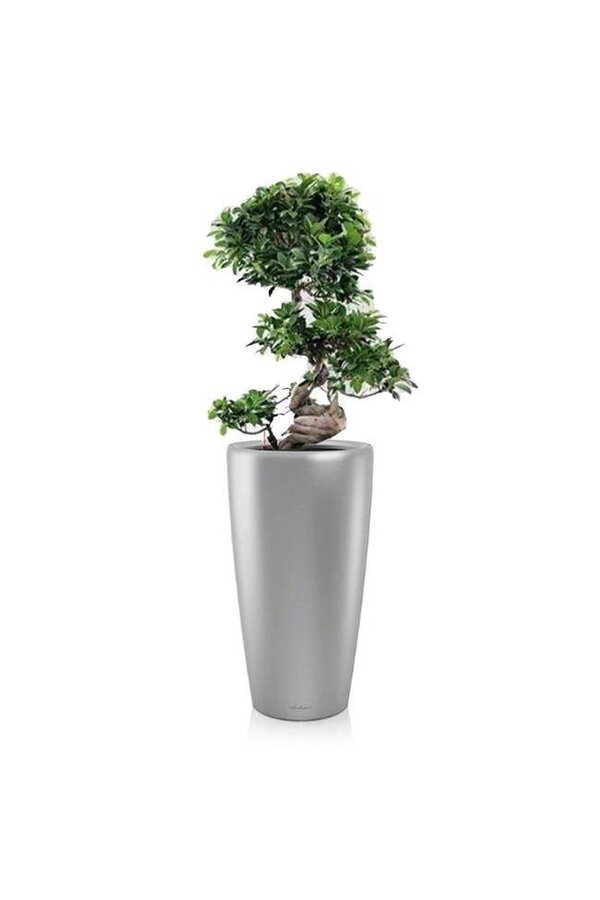 Bonsai S-Form in Selbstbewässerung Rondo