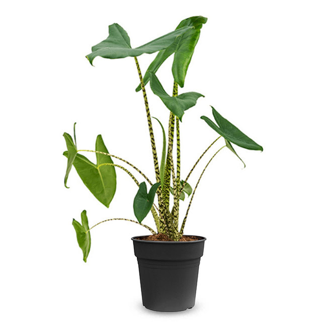 Alocasia Zebrina