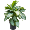 Aglaonema Silberne Bucht