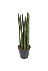 Sansevieria-Dornen
