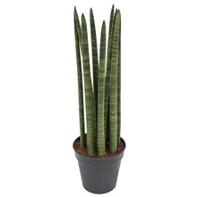 Sansevieria
