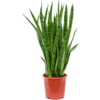 Sansevieria Kirkii L