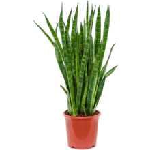 Sansevieria