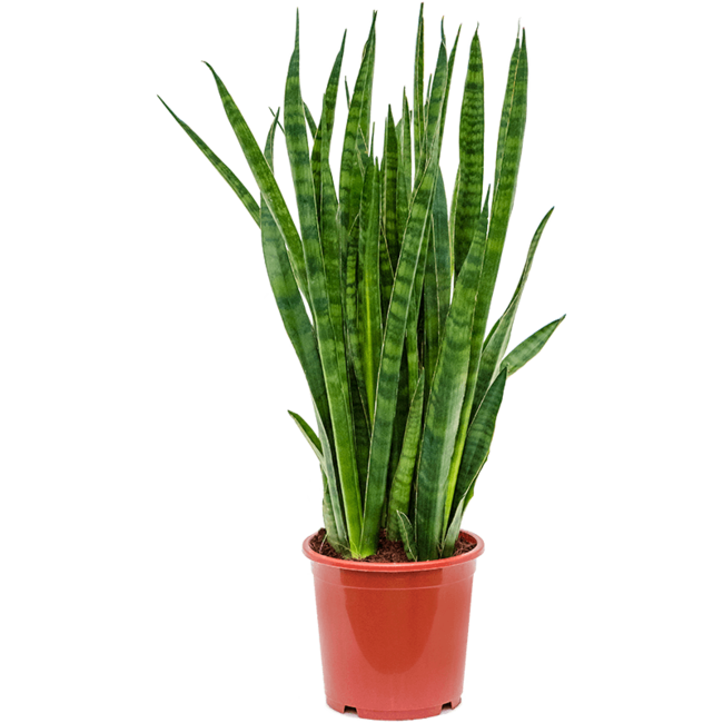 Sansevieria Kirkii L