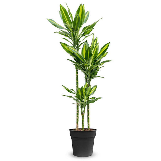 Dracaena Hawaiianischer Sonnenschein M