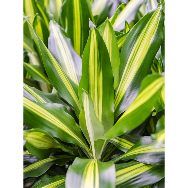 Dracaena Hawaiianischer Sonnenschein M