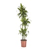 Dracaena Hawaiianischer Sonnenschein L