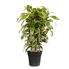 Dracaena Dorado M