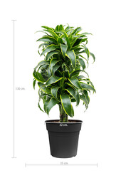 Dracaena Dorado M