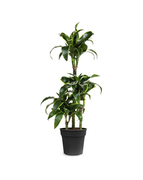 Dracaena