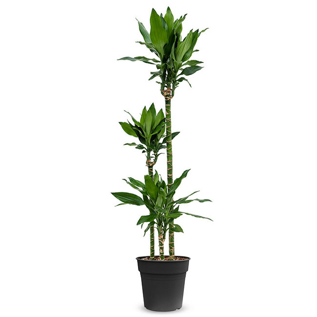 Dracaena fragrans