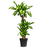 Dracaena Fragans M