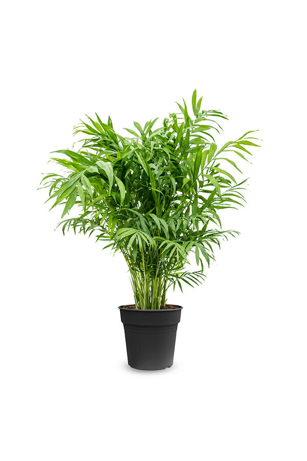 Chamaedorea Elegans L