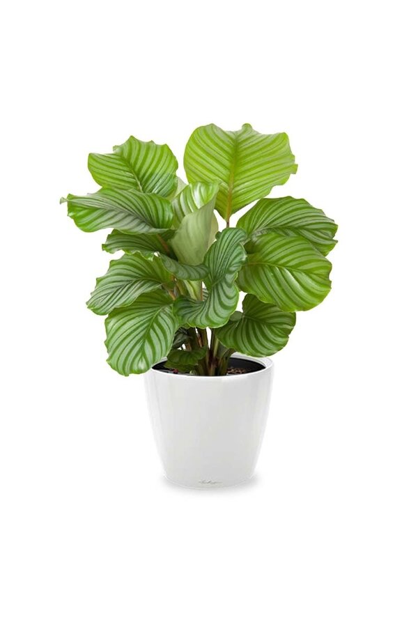 Calathea in Selbstbewässerung Classico