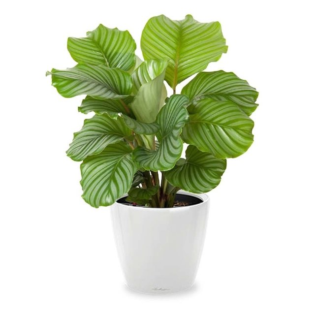 Calathea in Selbstbewässerung Classico