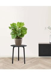 Calathea in Selbstbewässerung Classico