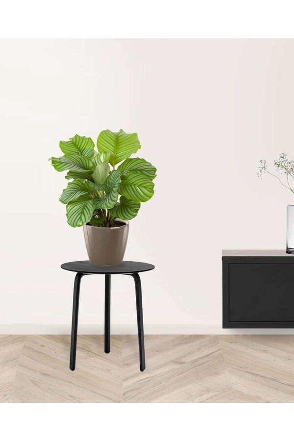 Calathea in Selbstbewässerung Classico