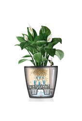 Calathea in Selbstbewässerung Classico