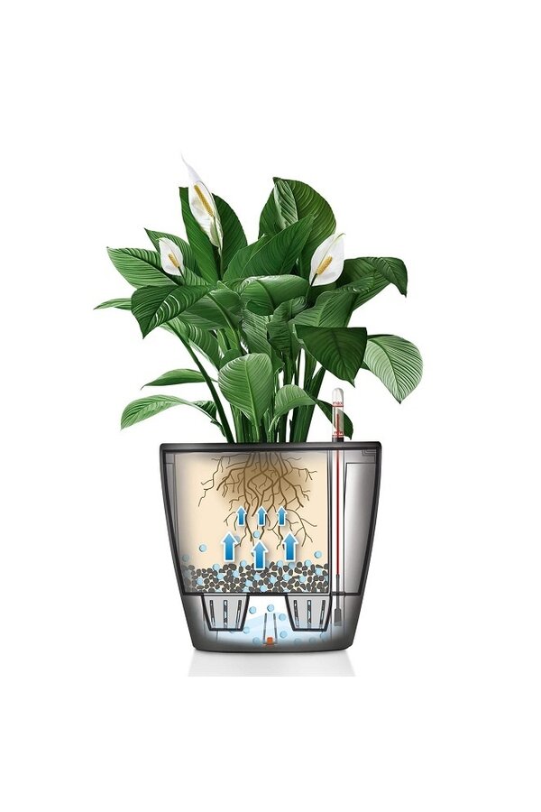 Calathea in Selbstbewässerung Classico