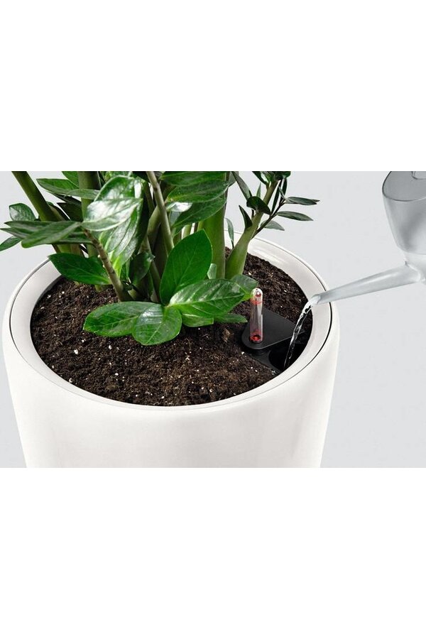 Calathea in Selbstbewässerung Classico