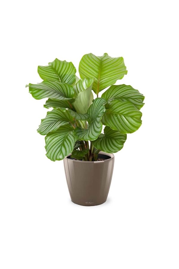 Calathea in Selbstbewässerung Classico