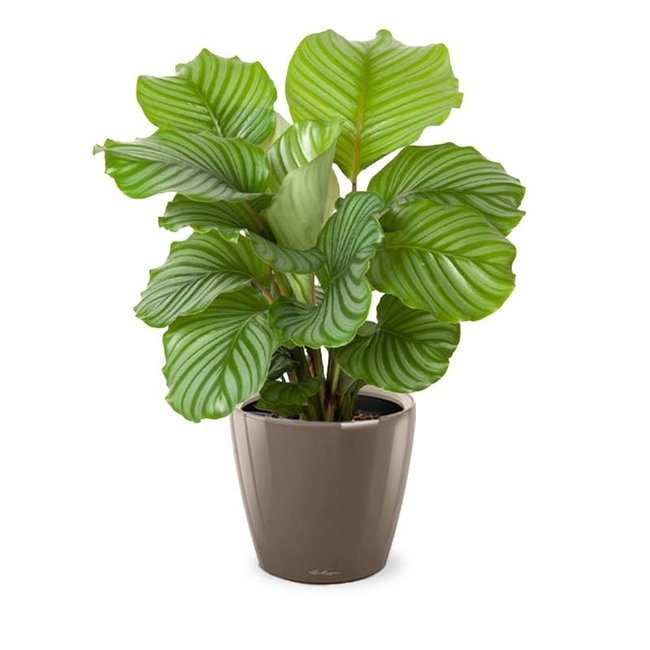 Calathea in Selbstbewässerung Classico