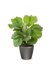 Calathea in Selbstbewässerung Classico